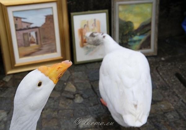 Animali