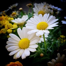 DSC_0071_1_1