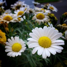 DSC_0072_1