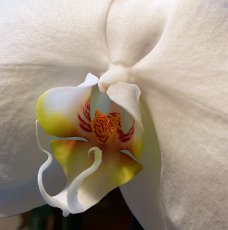 DSC_0223_1