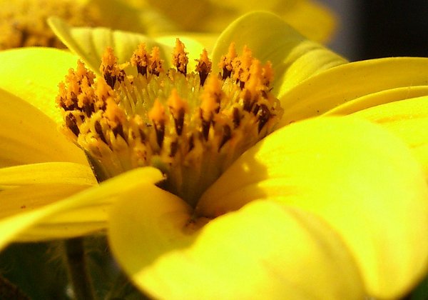 Flora