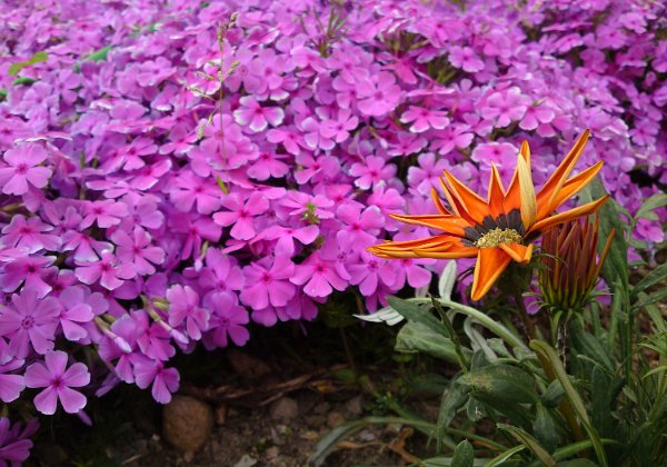 Flora