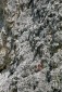 Thumbs/tn_Fer-12.jpg