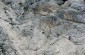 Thumbs/tn_Fer-53.jpg