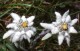 Thumbs/tn_141.jpg