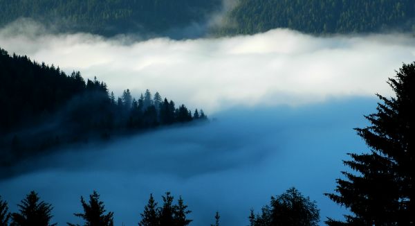 ../Images/DSC_8314-T.jpg