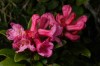 Thumbs/tn_Dsc_7685.jpg