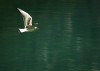 Thumbs/tn_Dsc_8080.jpg