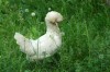 Thumbs/tn_Dsc_7492.jpg