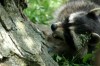 Thumbs/tn_Dsc_7502.jpg