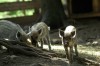 Thumbs/tn_Dsc_7512.jpg