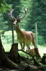 Thumbs/tn_Dsc_7552.jpg
