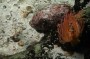 Thumbs/tn_Dsc_1083.jpg