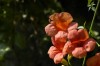 Thumbs/tn__dsc4117.jpg