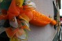 Thumbs/tn_Dsc_2413.jpg