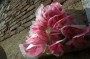 Thumbs/tn_Dsc_2447.jpg