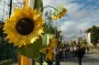 Thumbs/tn_Dsc_2457.jpg