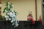 Thumbs/tn_Dsc_2474.jpg