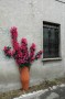 Thumbs/tn_Dsc_2487.jpg