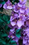 Thumbs/tn_Dsc_2492.jpg