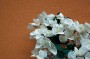 Thumbs/tn_Dsc_2493.jpg