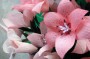 Thumbs/tn_Dsc_2536.jpg