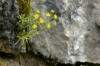 Thumbs/tn__dsc3403.jpg