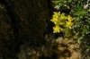 Thumbs/tn__dsc3523.jpg