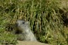 Thumbs/tn__dsc3572.jpg