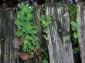 Thumbs/tn_Dscn0056.jpg