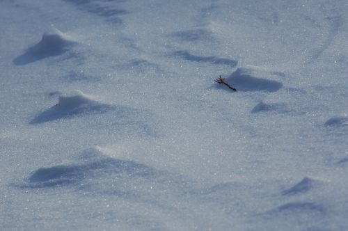 ../Images/Dsc_0939.jpg