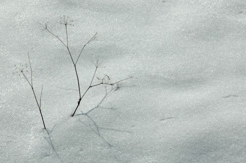 ../Images/Dsc_0988.jpg