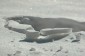 Thumbs/tn_Dsc_1046.jpg