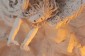Thumbs/tn_Dsc_4688.jpg