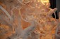 Thumbs/tn_Dsc_4739.jpg
