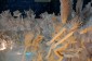 Thumbs/tn_Dsc_4741.jpg