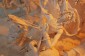 Thumbs/tn_Dsc_4749.jpg