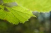 Thumbs/tn_Dsc_3629.jpg