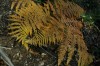 Thumbs/tn_Dsc_3679.jpg