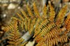 Thumbs/tn_Dsc_3681.jpg