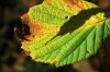 Thumbs/tn_Dsc_3703.jpg