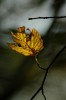 Thumbs/tn_Dsc_3731.jpg