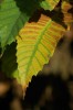 Thumbs/tn_Dsc_3736.jpg