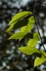 Thumbs/tn_Dsc_3747.jpg