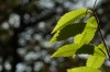 Thumbs/tn_Dsc_3751.jpg