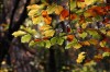Thumbs/tn_Dsc_3759.jpg
