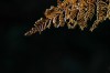 Thumbs/tn_Dsc_3784.jpg