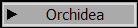Orchidea