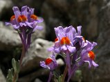 Dscn0034