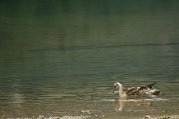 Dsc_8066